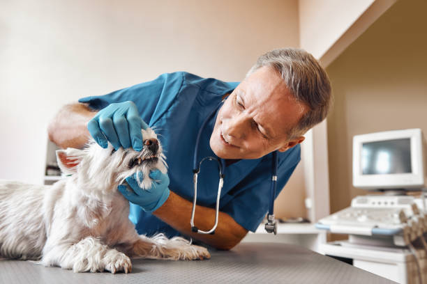 Best Same-Day Dentist Appointment  in Towson, MD